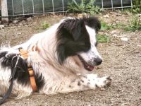 Patty sucht ihr Für-immer-Zuhause