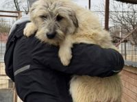 Flocke sucht ihr Für-immer-Zuhause