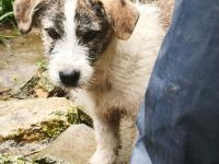 Pepe sucht sein Für-immer-Zuhause