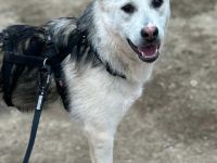 Mike sucht sein Für-immer-Zuhause