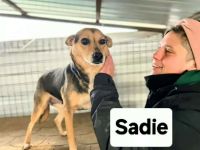 Sadie sucht ihr Für-immer-Zuhause