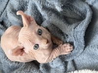 White Sphynx Elf Babys