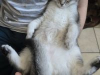 liebevolle BHK Kater reinrassig