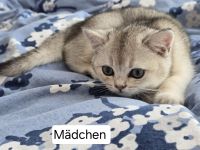 6 liebevolle BHK Kitten reinrassig