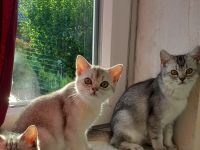2 liebevolle BHK Kitten reinrassig