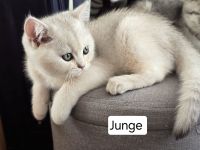 6 liebevolle BHK Kitten reinrassig