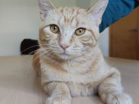 Melchor, ganz lieb und sanftmütig, braucht ganz dringend ein Zuhause!