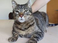 Orlando, sehr menschenbezogen, braucht dringend ein Zuhause/einen Pflegeplatz!