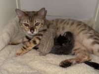 Bengal Kitten