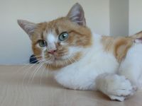 Joaquin, freundlich und verspielt, wünscht sich ein Für-Immer-Zuhause