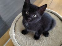 Babykatzen zu verkaufen