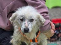 Kämpferin Hope sucht ihre Menschen....