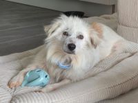 Kämpferin Hope sucht ihre Menschen....