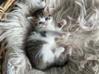 Britisch Kurzhaar Kitten