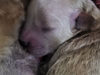 Zwerg-/Toypudel Welpe (Rüde) aus liebevoller Aufzucht 🐾