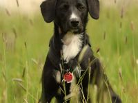 Kuschelmaus Tinella sucht ihre Familie....