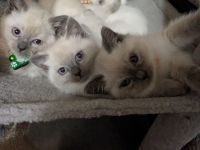 Glöckchen sind bereit zum ausziehen ❤️