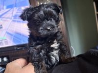 2 süße Yorkiepoo Welpen für Allergiker geeignet!