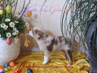 **KNIGHT`S** Mini / Toy - Aussie Welpen in allen Farben