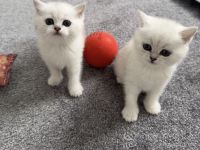 BKH Kitten Black Shaded