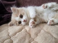 Munchkin Kitten, Kater