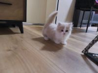 Munchkin abgabebereit
