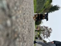 Reinrassiger Rottweiler Welpe