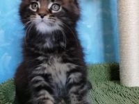 Maine Coon Kitten mit Stammbaum