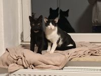 2 kuschelige Kater abgeben