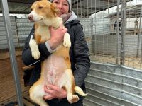 Indra sucht ihr Für-immer-Zuhause