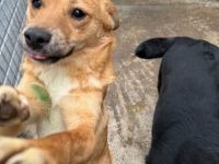 Honey sucht ihr Für-immer-Zuhause