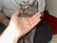 Boncuk – wunderschöne Chartreux/Kartäuser Katze, 8 Monate, weiblich