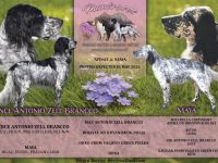 Wir erwarten wundervolle Englis Setter Welpen 05.2026