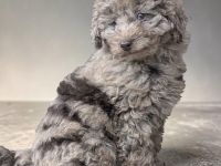 Familienfreundliche Hündin Welpe Pudel Cockapoo merle ein blaues Auge, super brav & leinenführig!