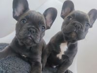 wunderschöne Welpe französische Bulldogge