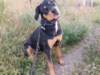 Rottweiler-Sennen-mix, Dringend zuhause gesucht