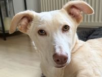 Francky Stanley, geb. ca. 08/2025, lebt auf einer Pflegestelle in 81929 München