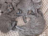 Bkh kitten