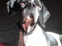 Attila, geb. ca. 08/2024, lebt auf einer Pflegestelle in 67735 Mehlbach