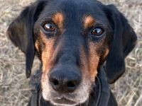 Neria, geb. ca. 11/2020, lebt auf einer Pflegestelle in 95168 Marktleuthen