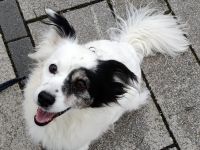 Hanyo, geb. ca. 12/2023, lebt auf einer Pflegestelle in 67269 Grünstadt