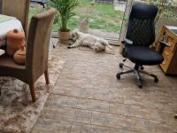 Liebevolle Golden Retriever Hündin