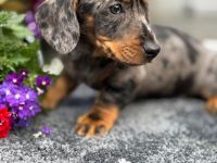 Exzellente Dackel Welpen Zwergdackel