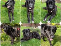 Smitty – Der sanfte Begleiter mit dem flauschigen Fell