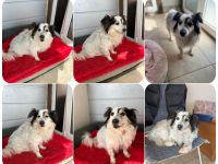 Kurt, ein kleiner Kokoni Mischling, ist unglaublich freundlich und verschmust.