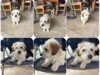 Karla - kleine flauschige Mischlingshündin