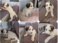 Leilani – kleiner flauschiger Teddy voller Lebenslust