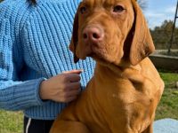 Magyar Vizsla Welpe (Rüde)