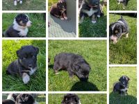 Australien Shepard Welpen