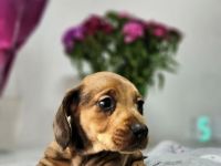 Dackelwelpen